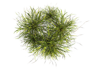 clump of  grass isolated on a transparent background. Isolated grass on transparent background. top view clump of grass. Bunch of green grass isolated on transparent background. Grass PNG. Lawn PNG.