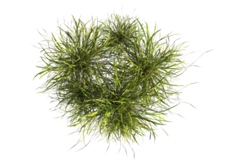 clump of  grass isolated on a transparent background. Isolated grass on transparent background. top view clump of grass. Bunch of green grass isolated on transparent background. Grass PNG. Lawn PNG.
