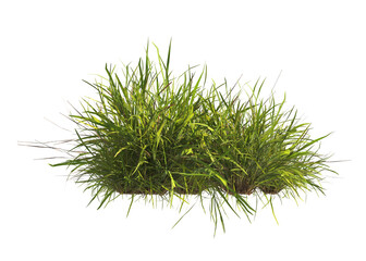 clump of  grass isolated on a transparent background. Isolated grass on transparent background. side view clump of grass. Bunch of green grass isolated on transparent background. Grass PNG. Lawn PNG.