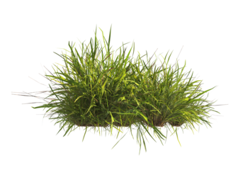 clump of  grass isolated on a transparent background. Isolated grass on transparent background. side view clump of grass. Bunch of green grass isolated on transparent background. Grass PNG. Lawn PNG.