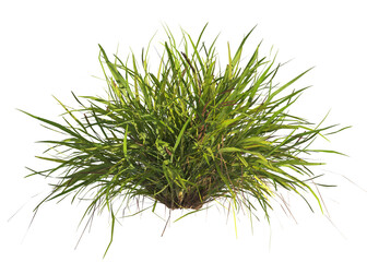 clump of  grass isolated on a transparent background. Isolated grass on transparent background. side view clump of grass. Bunch of green grass isolated on transparent background. Grass PNG. Lawn PNG.