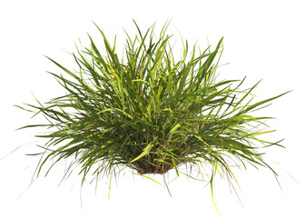 clump of  grass isolated on a transparent background. Isolated grass on transparent background. side view clump of grass. Bunch of green grass isolated on transparent background. Grass PNG. Lawn PNG.