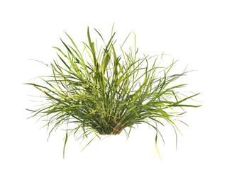 clump of  grass isolated on a transparent background. Isolated grass on transparent background. side view clump of grass. Bunch of green grass isolated on transparent background. Grass PNG. Lawn PNG.