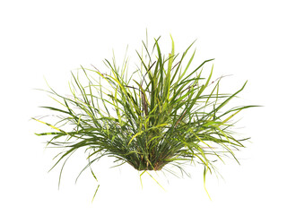 clump of  grass isolated on a transparent background. Isolated grass on transparent background. side view clump of grass. Bunch of green grass isolated on transparent background. Grass PNG. Lawn PNG.