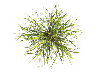 clump of  grass isolated on a transparent background. Isolated grass on transparent background. top view clump of grass. Bunch of green grass isolated on transparent background. Grass PNG. Lawn PNG.