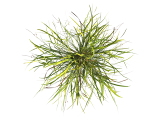 clump of  grass isolated on a transparent background. Isolated grass on transparent background. top view clump of grass. Bunch of green grass isolated on transparent background. Grass PNG. Lawn PNG.
