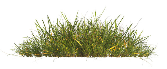 clump of  grass isolated on a transparent background. Isolated grass on transparent background. side view clump of grass. Bunch of green grass isolated on transparent background. Grass PNG. Lawn PNG.