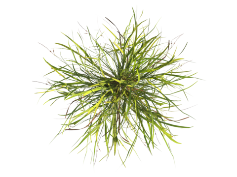 clump of  grass isolated on a transparent background. Isolated grass on transparent background. top view clump of grass. Bunch of green grass isolated on transparent background. Grass PNG. Lawn PNG.
