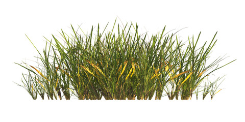 clump of  grass isolated on a transparent background. Isolated grass on transparent background. side view clump of grass. Bunch of green grass isolated on transparent background. Grass PNG. Lawn PNG.