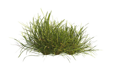 clump of  grass isolated on a transparent background. Isolated grass on transparent background. side view clump of grass. Bunch of green grass isolated on transparent background. Grass PNG. Lawn PNG.