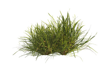 clump of  grass isolated on a transparent background. Isolated grass on transparent background. side view clump of grass. Bunch of green grass isolated on transparent background. Grass PNG. Lawn PNG.