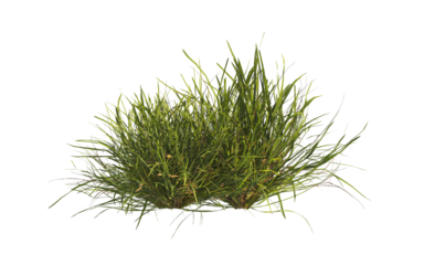 clump of  grass isolated on a transparent background. Isolated grass on transparent background. side view clump of grass. Bunch of green grass isolated on transparent background. Grass PNG. Lawn PNG.