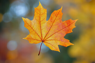 Obraz premium Close-up photo of red and yellow maple leaf against blurred background of leafy foreground