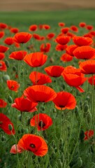 Obraz premium Bright red poppies in a field of green background for invitation or card screensaver