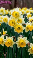 Fototapeta premium Bright yellow daffodils blooming in early spring background for invitation or card screensaver