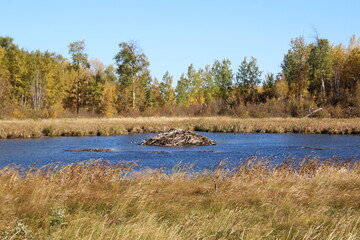 The Beaver Pond, Elk Island National Park, Alberta