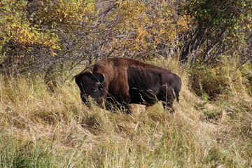 Bison In The Grass, Elk Island National Park, Alberta