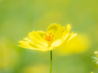 秋の公園や花壇を彩るコスモス（キバナコスモス）のある風景。背景。自然風景素材。