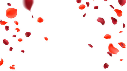 Rose petals or sakura flying petals, romantic background with realistic pink cherry flower petals flow or falling motion. Love, romance, floral spring season