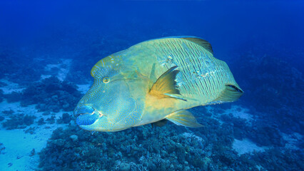 Underwater and close up photo of the endangered species, Humphead Wrasse and Parrotfish.