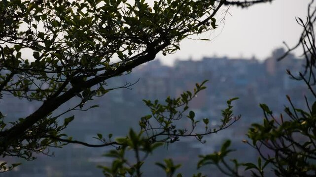 Focus shift from green natural tree leaves to city buildings landscape.