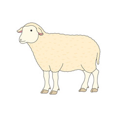 kids drawing Vector illustration sheep flat cartoon isolated