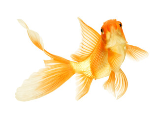 gold fish isolated on white