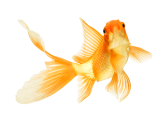 gold fish isolated on white