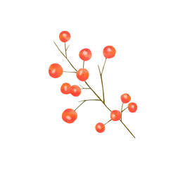 南天の水彩画 きれいな植物画