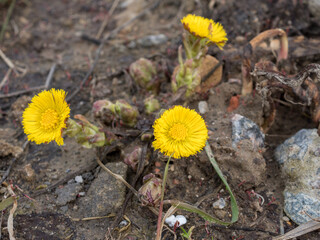 blooming coltsfoot flowers closeup