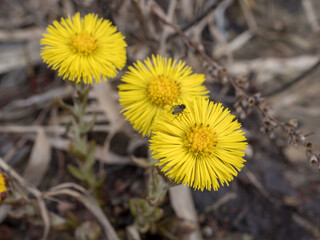 blooming coltsfoot flowers closeup in spring