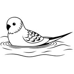 australian-budgerigar-swimming
