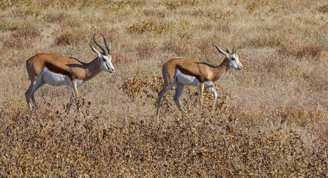 Springbok Rabbit รูปภาพSpringbok – เลือกดูภาพถ่ายสต็อก เวกเตอร์ และวิดีโอ24,899 | Adobe ...