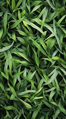 Fototapeta premium Green Leaves Texture: A Close-Up View of Nature's Beauty