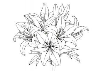 Black and White Line Art Lily Flowers Bouquet Illustration
