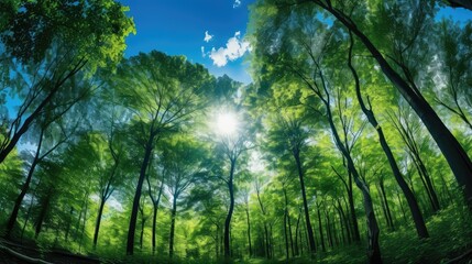 sky forest blue skies