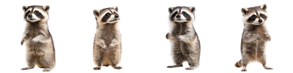 Fototapeta premium mischievous raccoon standing on hind legs, isolated on white background