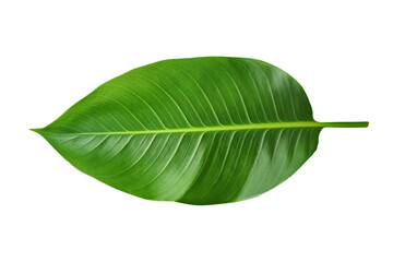 Fototapeta premium 3d green leaf isolated on transparent background