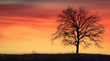 Fototapeta premium vibrant fall trees background