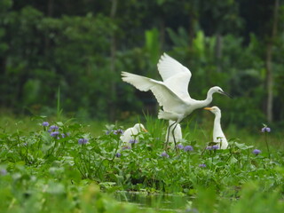 white stork in the grass