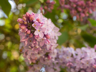 lilac branches closeup