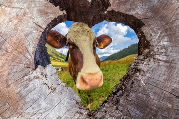 Fototapety na wymiar - Fototapeta24.pl