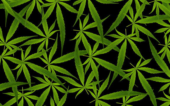 Feuilles de cannabis, fond noir 