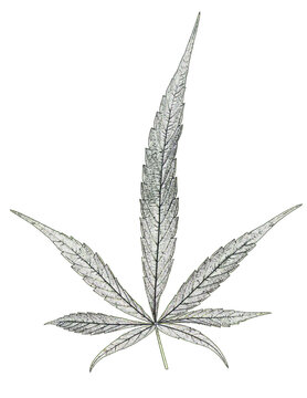 Feuille de cannabis 