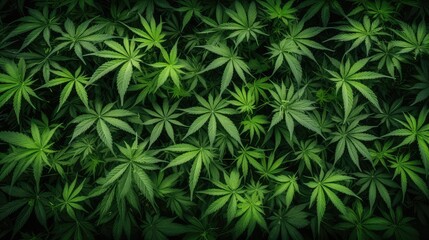 green marijuana plant pattern