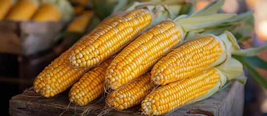Close up of fresh yellow corn cobs on a wooden surface.