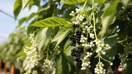 flowers black pepper plant