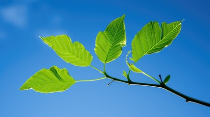sapling ash tree leaf