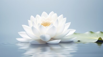 tranquility zen white background