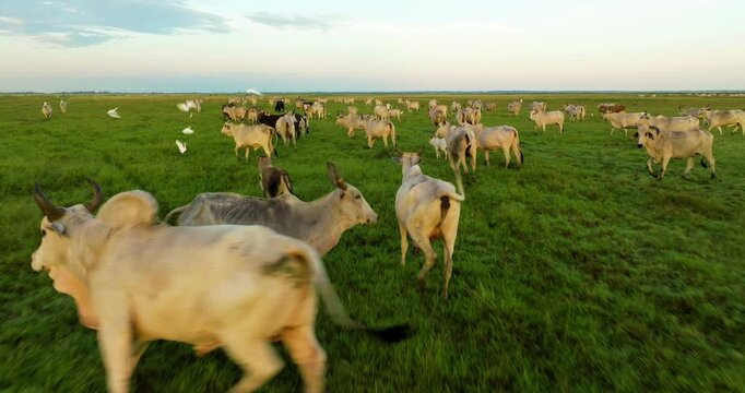 Herd Of Cows In Green Pasture Of Los Llanos, Apure, Venezuela - Drone Shot